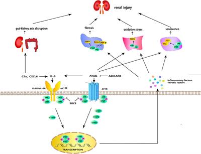 JAK/STAT signaling in diabetic kidney disease